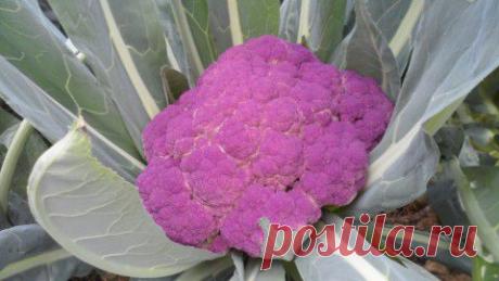 Необычные овощи и фрукты | Любимые рецепты