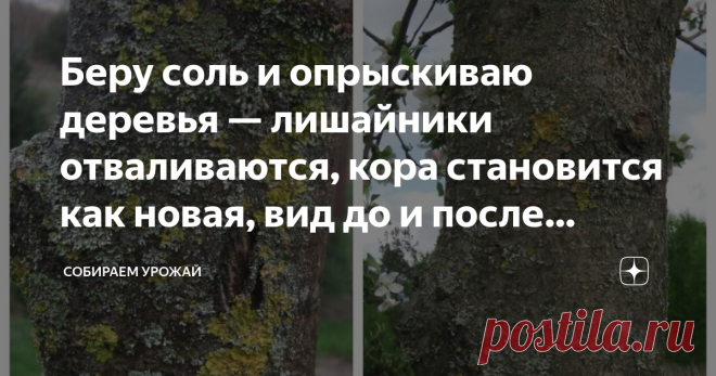 Беру соль и опрыскиваю деревья — лишайники отваливаются, кора становится как новая, вид до и после обработки Кору у деревьев тоже можно омолодить и сделать ее как новую. И поможет в этом обычная соль. Точные и грамотные пропорции — в конце. А на моих фото явно видно, как омолаживающе подействовала соль на кору деревьев спустя неделю. Добрый день, друзья-товарищи! Все мы хотим видеть на своем подворье красивый молодой и ухоженный сад. Но то тут засохнет, то там поросль пойд...