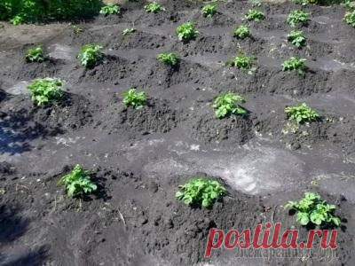 Окучивание картофеля