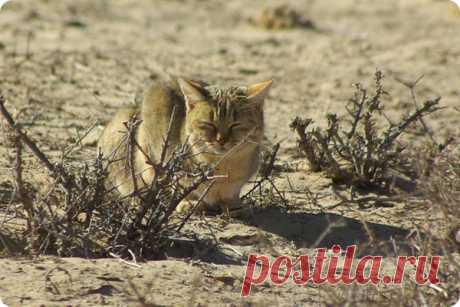 Степная кошка (лат. Felis libyca) Степную кошку (лат. Felis libyca), называют еще буланой – в соответствии с характерным для нее серо-буланым окрасом, дополненным крапчато-полосатой