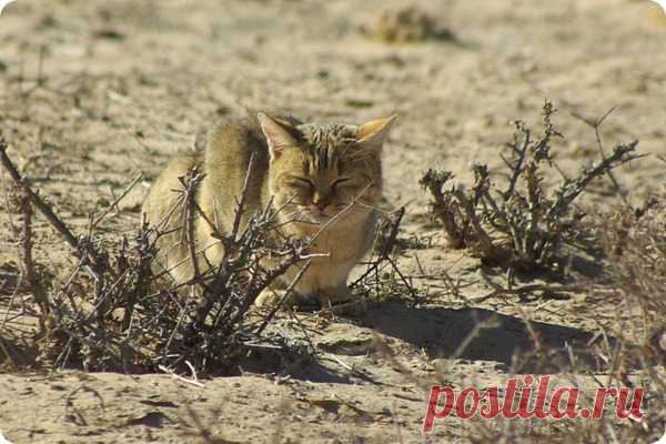 Степная кошка (лат. Felis libyca) Степную кошку (лат. Felis libyca), называют еще буланой – в соответствии с характерным для нее серо-буланым окрасом, дополненным крапчато-полосатой