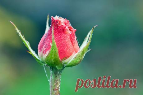 Розы черенками – маленькое чудо — Ⴚα∂ ℨα୮০τ০Ᏸҡα