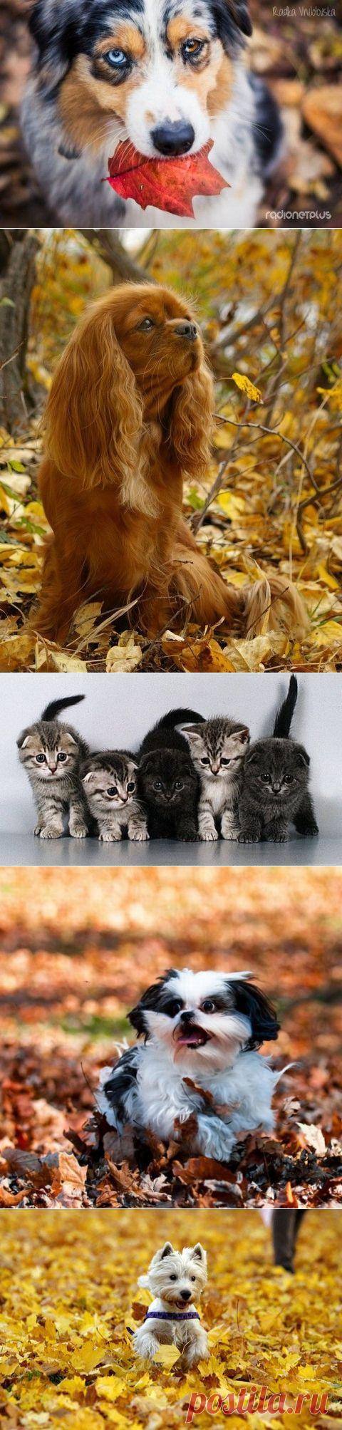 Осенние мордашки