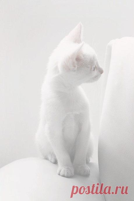 White as Snow