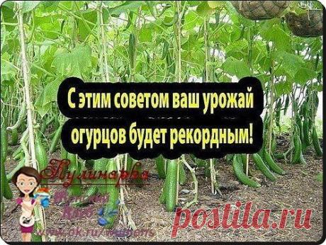 (13) Одноклассники