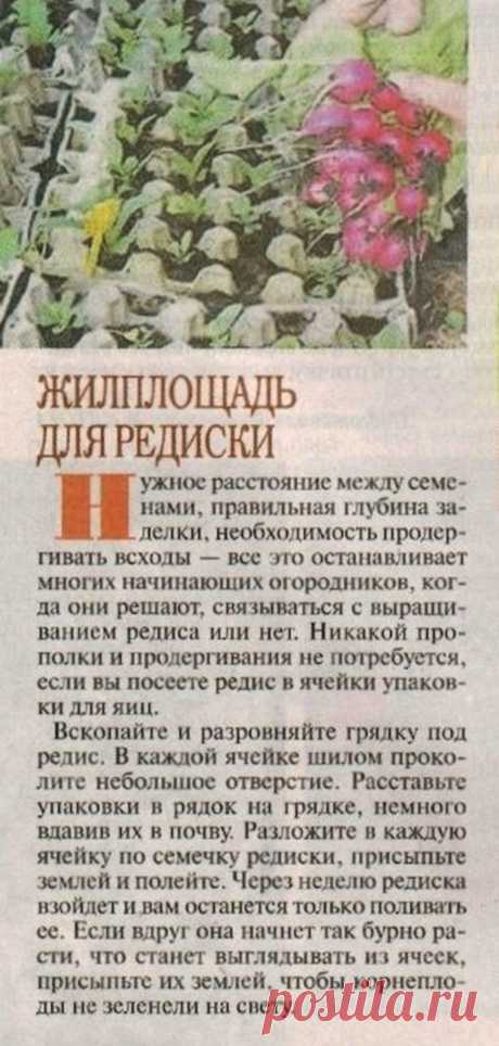 Жилплощадь для редиски