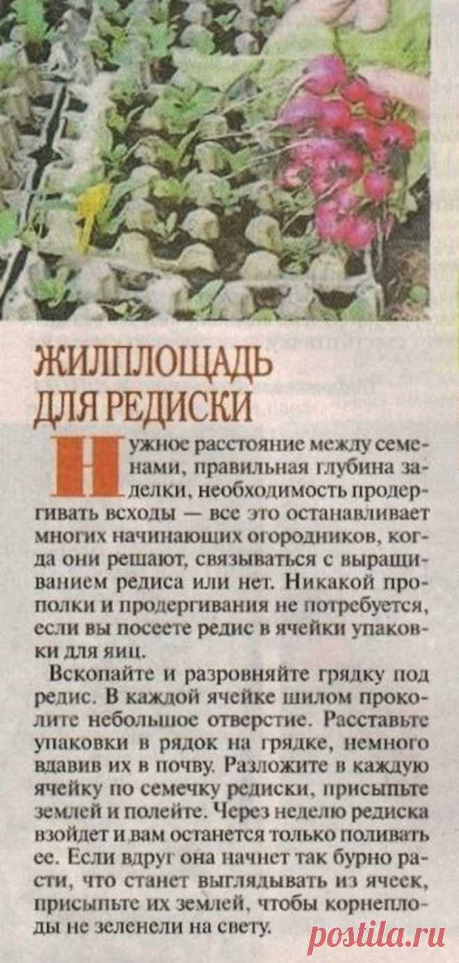 Жилплощадь для редиски
