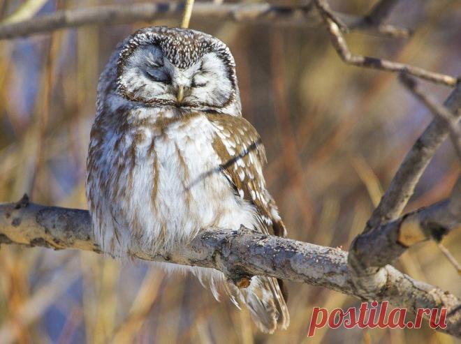 Мохноногий сыч