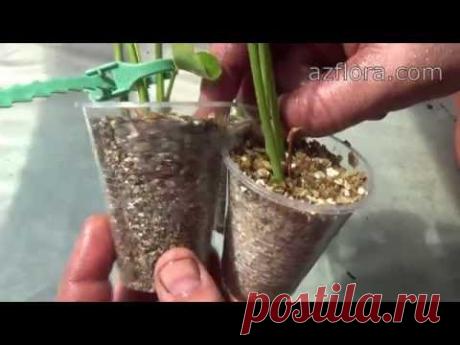 Размножение антуриума 2часть / Anthurium - propagation part2