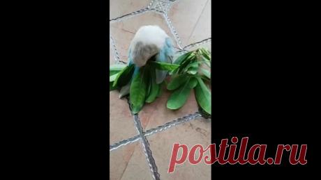 Примоднился...