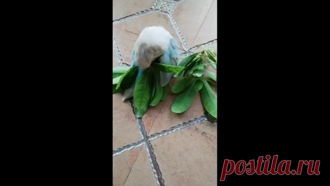 Примоднился...