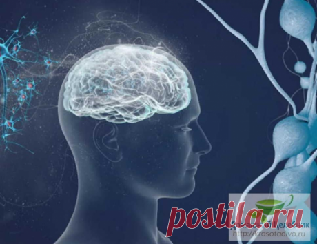 Народные средства для улучшения мозгового кровообращения: скажи «нет» слабоумию, рассеянности и немощи