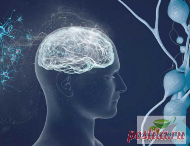 Народные средства для улучшения мозгового кровообращения: скажи «нет» слабоумию, рассеянности и немощи