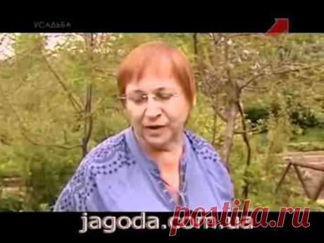 Как обрезать крыжовник, размножение отводками.avi - Сад - Видео для Дачников - Моя ФАЗЕНДА