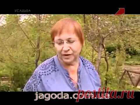 Как обрезать крыжовник, размножение отводками.avi - Сад - Видео для Дачников - Моя ФАЗЕНДА