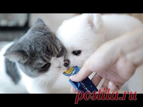 Как я мог жить без тебя (петлог 30)