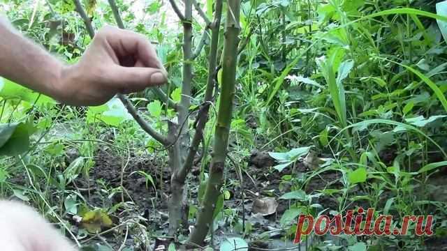 Выращивание роз - ПРИВИВКА РОЗ и как выращивать розы ?