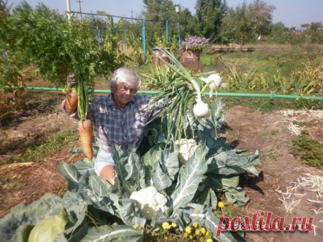 3 секрета огромных урожаев без труда