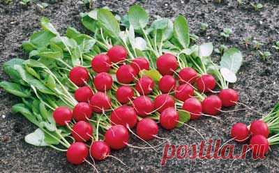 Как выращивать редис в открытом грунте? | Мое подворье