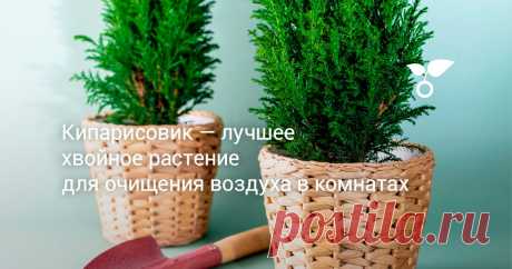 Кипарисовик — лучшее хвойное растение для очищения воздуха в комнатах Назвать кипарисовики простыми в выращивании растениями было бы большой ошибкой. Но эти комнатные хвойные растения поразительно импозантны, полезны и ярки.