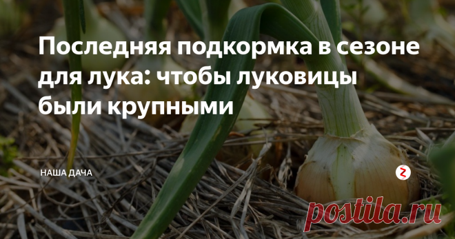 Последняя подкормка в сезоне для лука: чтобы луковицы были крупными Вы не подкармливали лук в июле? Тогда самое время это сделать – потом уже будет поздно.
Последняя, финальная подкормка лука включает в себя удобрения, содержащие калий и фосфор. Азотные удобрения мы уже не вносим – нам нужно, чтобы растение начало успешное наращивание подземного плода.