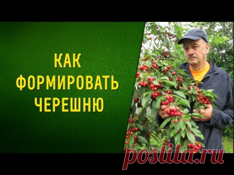 Как формировать черешню