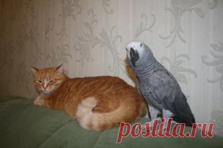 Рекомендуем - Google+