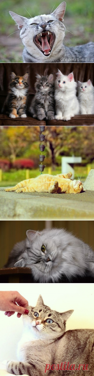 КОШКИ | VK