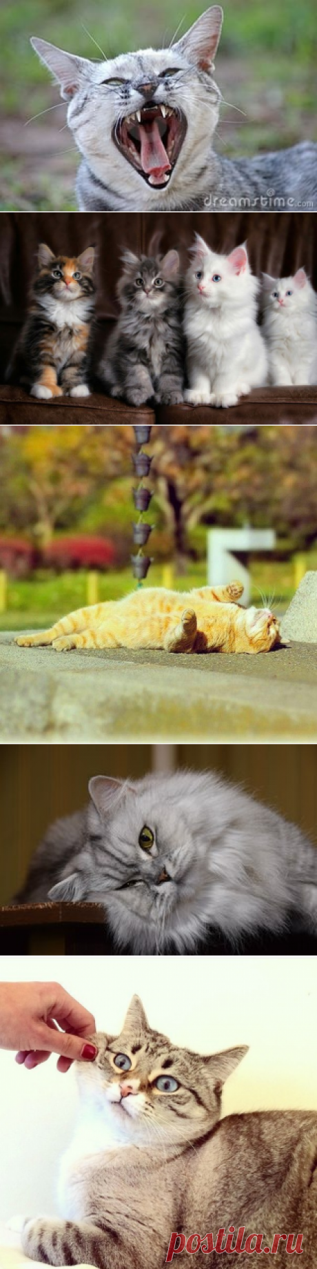 КОШКИ | VK
