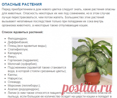 Растения для кошек, ядовитые, опасные, вредные, полезные комнатные растения | Кошки - кто они?