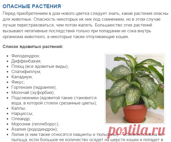 Растения для кошек, ядовитые, опасные, вредные, полезные комнатные растения | Кошки - кто они?