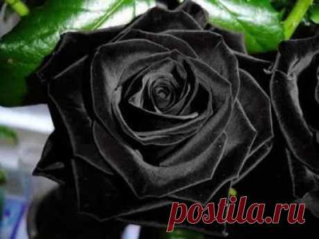 Google+