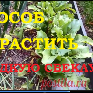 Выращивание свеклы. Зачем поливать свеклу солью? И немного о чесноке!