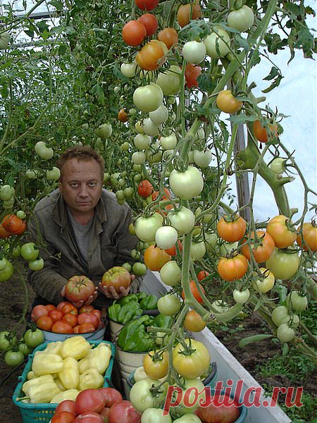 Удивительный огород Игоря Лядова