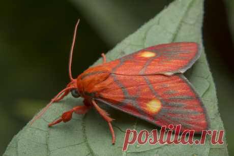 _Z2A0866 Sarbine flavodiscalis lichen moth. Erebidae, Arctiinae, Lithosiini