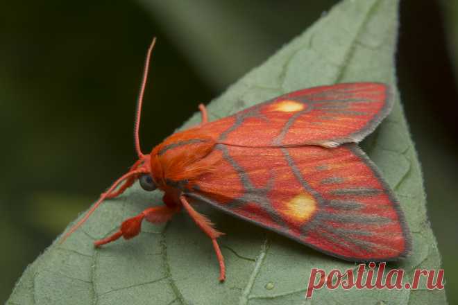 _Z2A0866 Sarbine flavodiscalis lichen moth. Erebidae, Arctiinae, Lithosiini