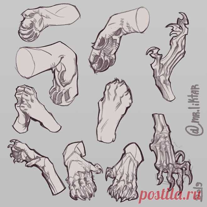 Рисунок. Лапа.