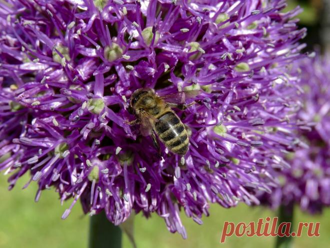 И в цветник, и на стол: вкусные и красивые луки | Сады и цветы | Яндекс Дзен