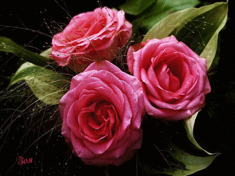 ЖИВЫЕ ФОТОГРАФИИ. AMAZING GIF. – Google+