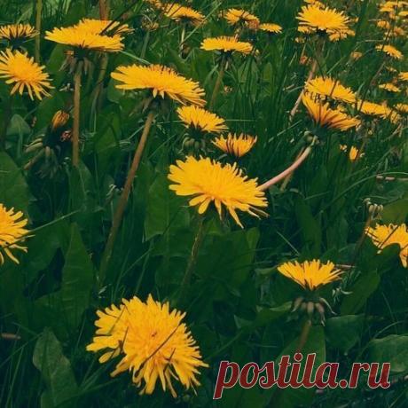 Улыбайся, не доставляй беде удовольствия. Рэй Брэдбери «Вино из одуванчиков»