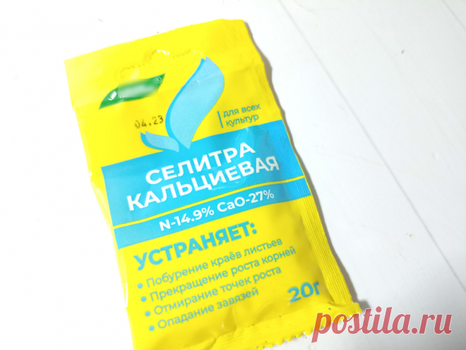 Обрезали пеларгонию, а что дальше? Первые результаты + что делаю с растениями | Сад Фрейи | Дзен