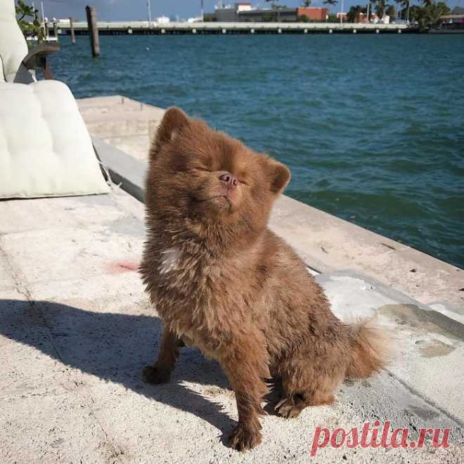 Бертрам померанский шпиц Женский блог — сайт о здоровье, красоте и моде. На сайте собраны статьи на тему красота, психология, дети, женские советы, взаимоотношения и правильное питание. Все самое полезное и только для Вас!