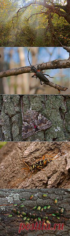 Дуб–долгожитель