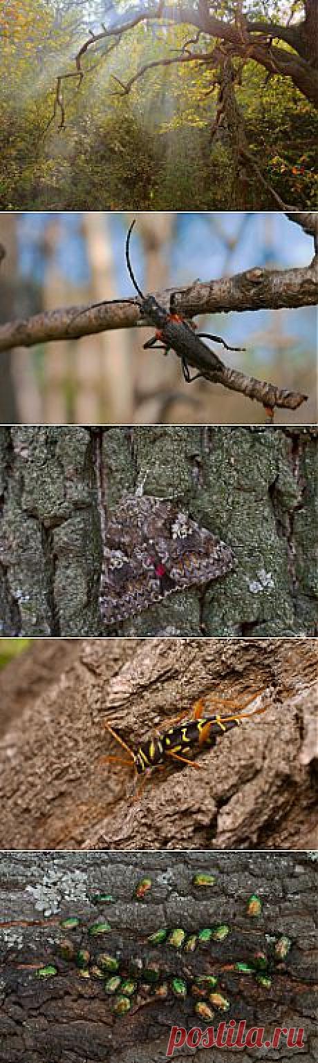 Дуб–долгожитель