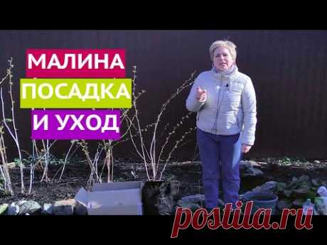 МАЛИНА: ТОНКОСТИ ПОСАДКИ И СЕКРЕТЫ УХОДА!