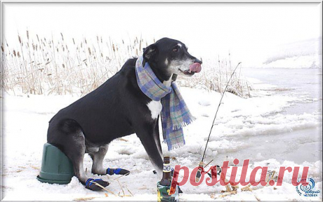 ловись рыбка