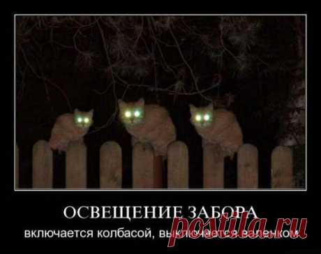 Новый выпуск с котиками - 15 февраля - страница 2