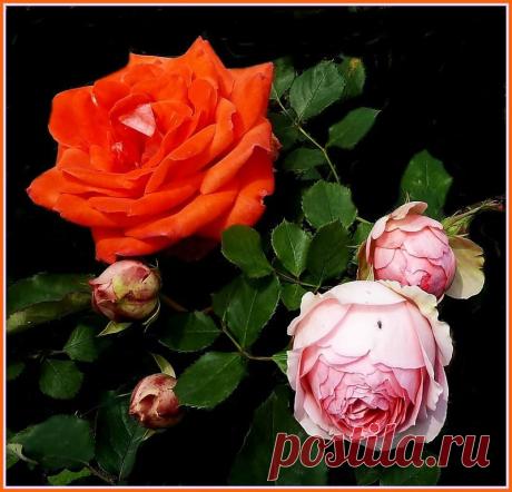 GalinA** — «розы» на Яндекс.Фотках