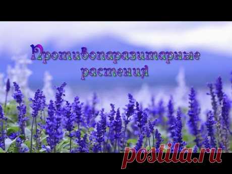 50 лучших противопаразитарных растений