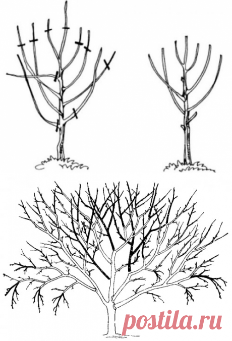 Обрезка вишни весной: советы, фото